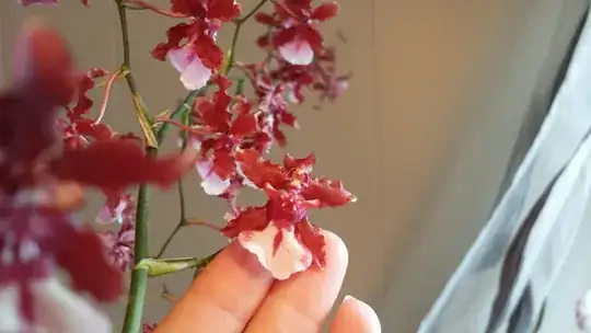 Oncidium Sherry Baby *Sweet Fragrance*