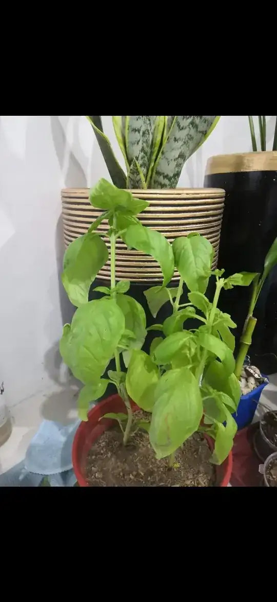 sick basil plant