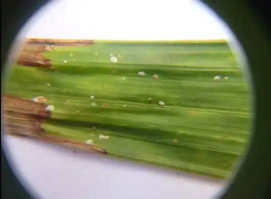 The tip, which usually starts to dry