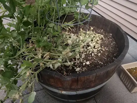 damaged pea plants