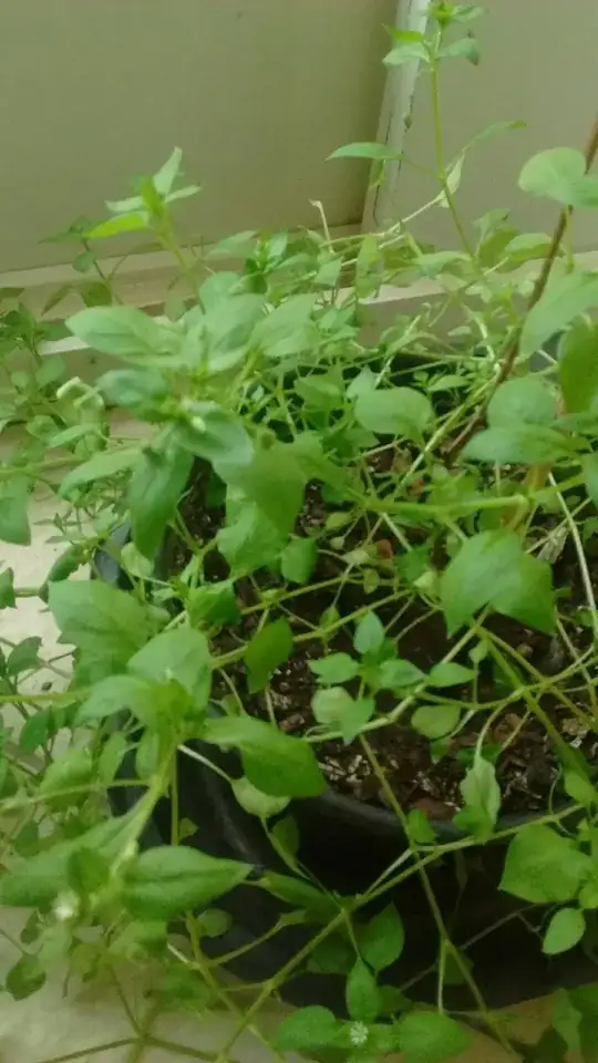 the "epicentre" of the thing