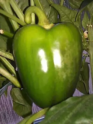 cropped photo of effected pepper, showing discolouration of skin