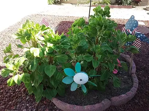 I don't know what these tall green plants are. 