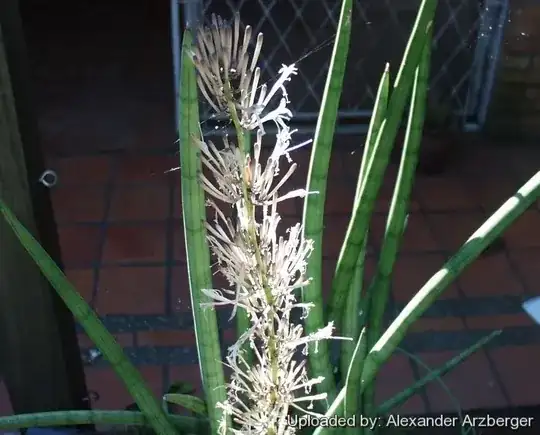 S.cylindrica species