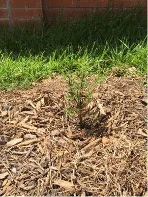 planted fernbush 