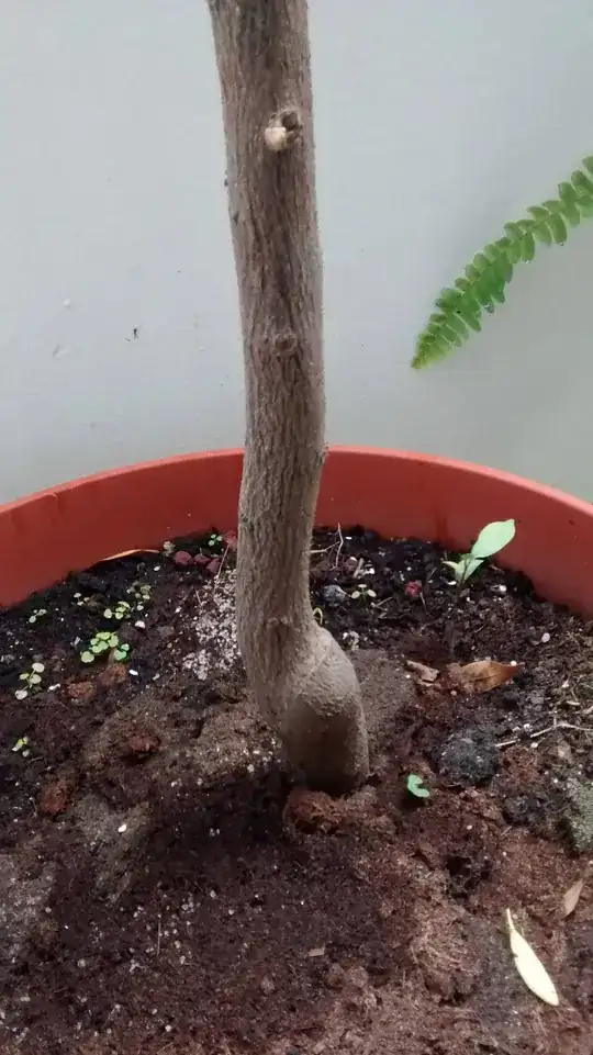 possible graft location near the bottom