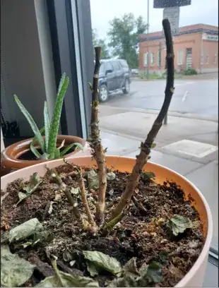 sad stemmy hydrangea