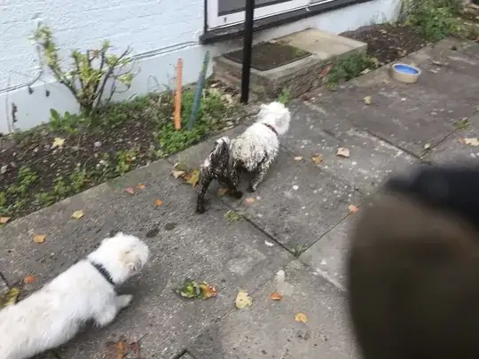 Photo of my dog after falling in the pond so you can see how dirty it is