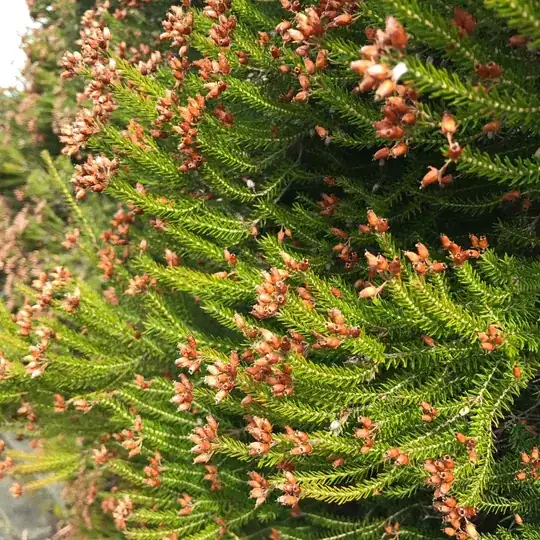 close-up view of same plant