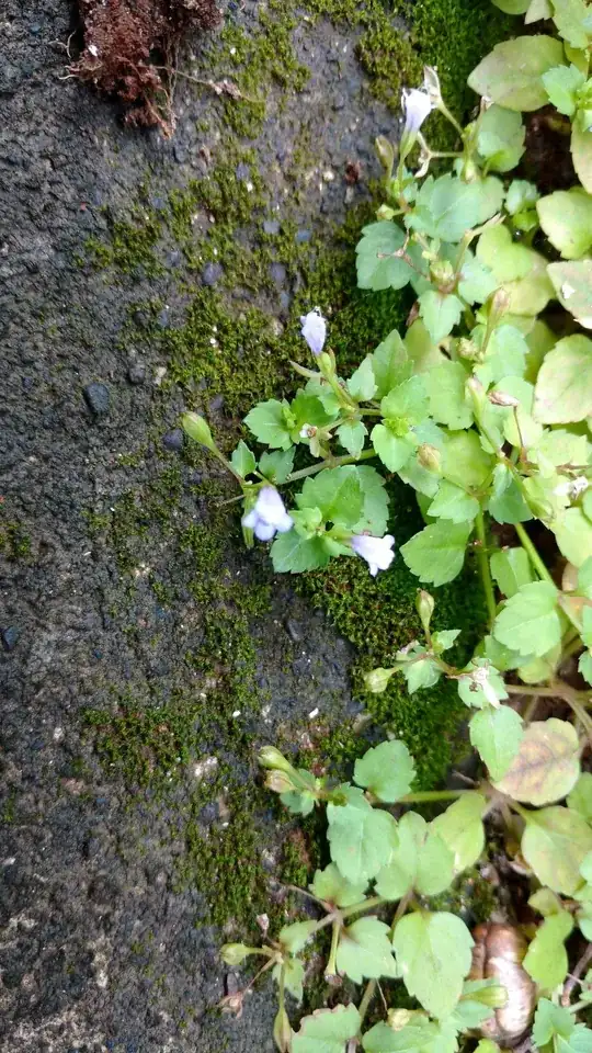 Close up of flowers 1
