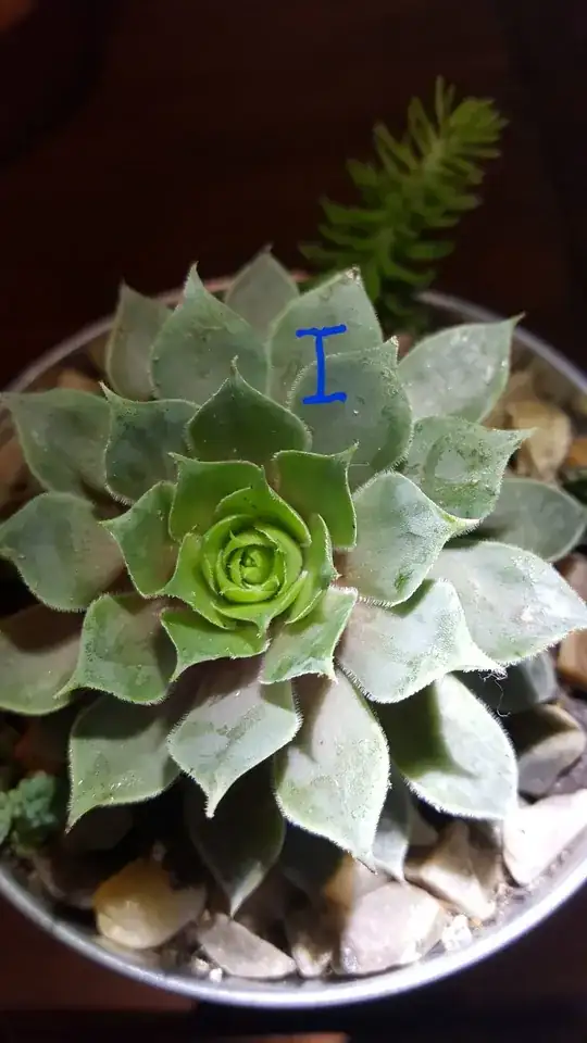 succulent I