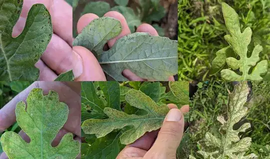 Attached are images of the leaf at different stages of progression. 