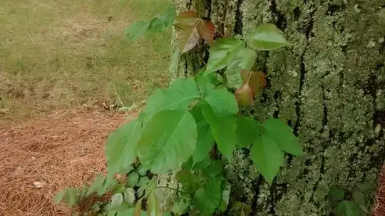 Climbing up a maple tree these ones scream poison ivy to me