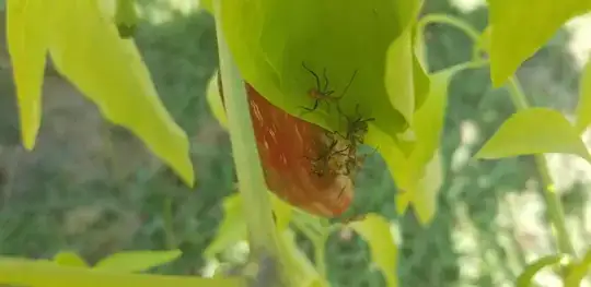 Long-legged green insects
