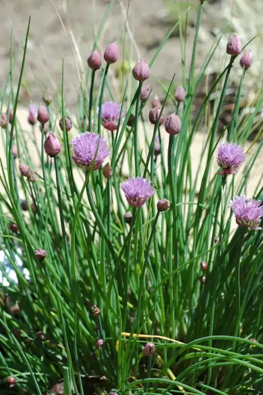 Chives in bloom