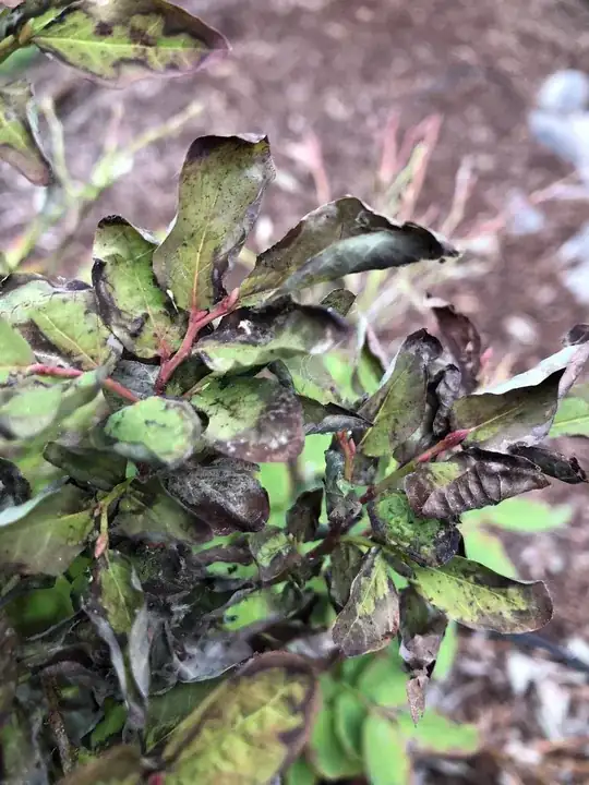 Black Crispy Leaves on the Shaded Side