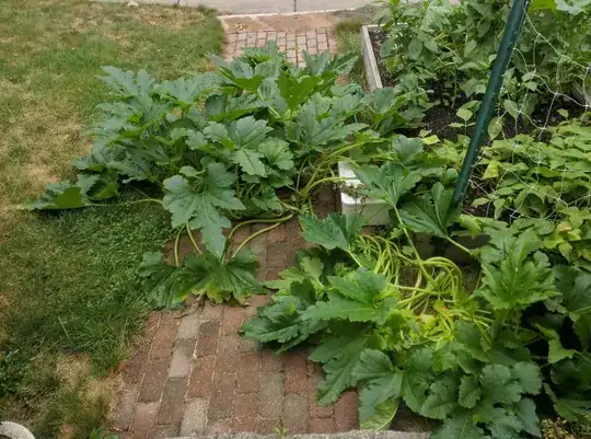 Young mango tree, yellow leaf on left