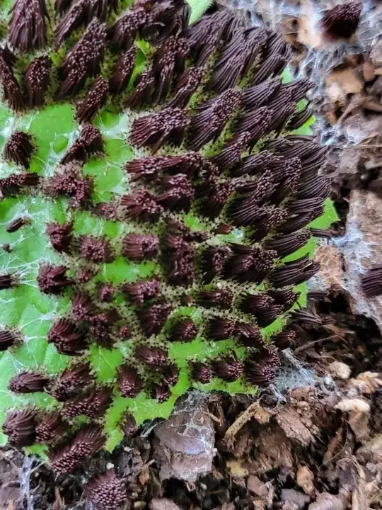 a closeup shows the mold smothering a zucchini leaf, demonstrating how pervasive these spores can become once activated