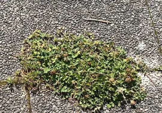 White clover on my terrace