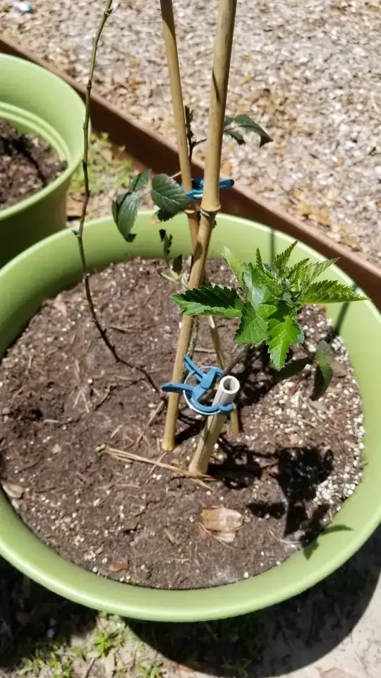 new growth on other rescue