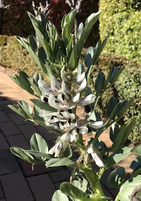 Broad bean plant