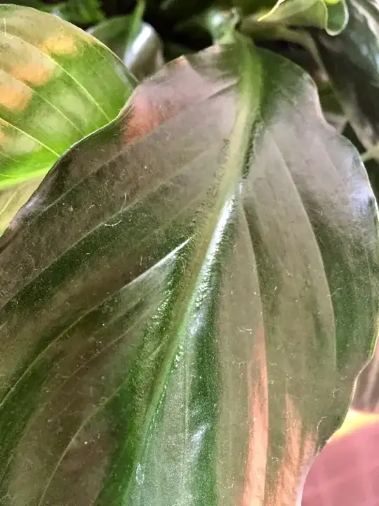 round bumps on peace lily leaf