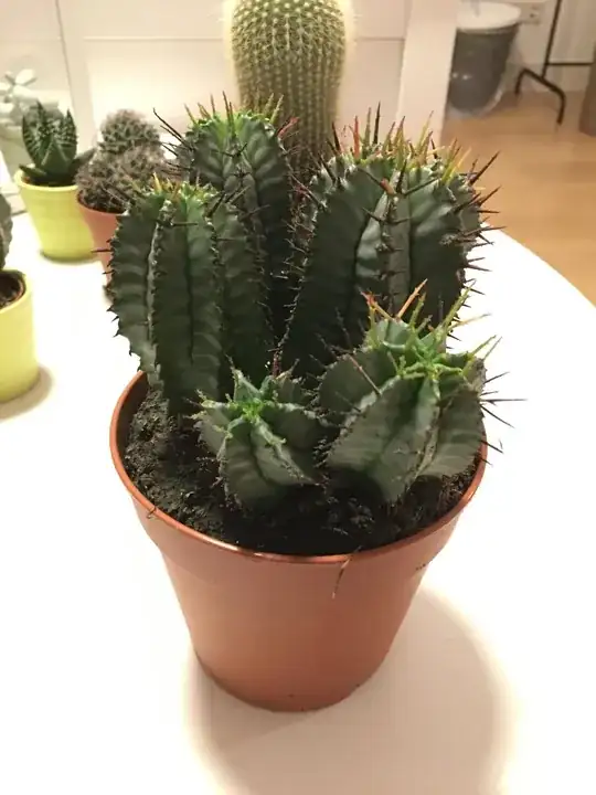 How the Euphorbia looked in the beginning