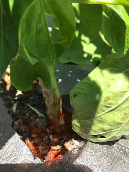 survived bell pepper plant