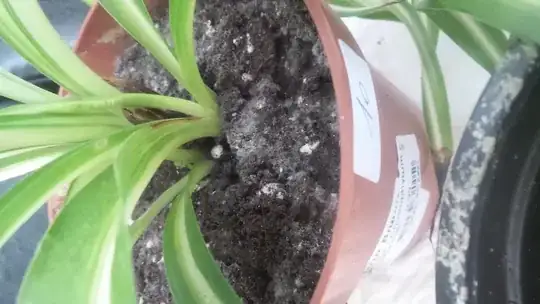 image of a potted plant with slight mold on the soil
