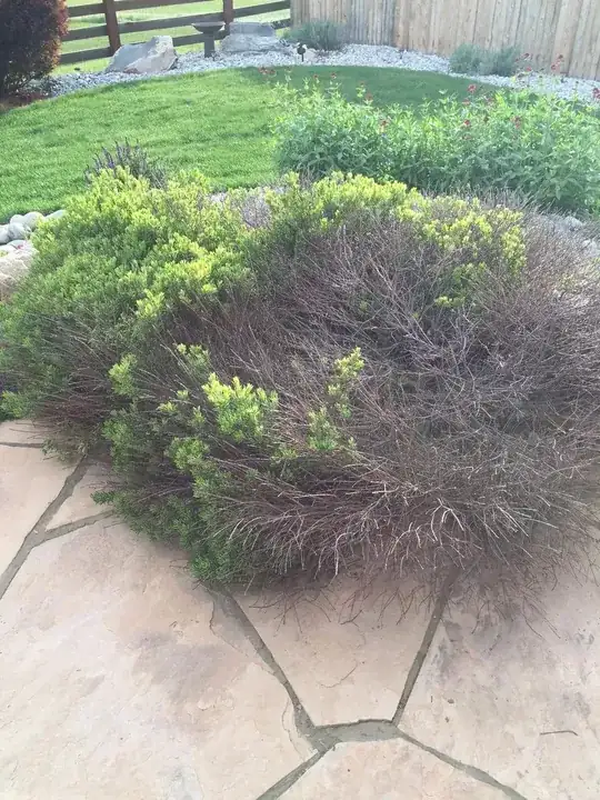 Fallen sick leaf from fig