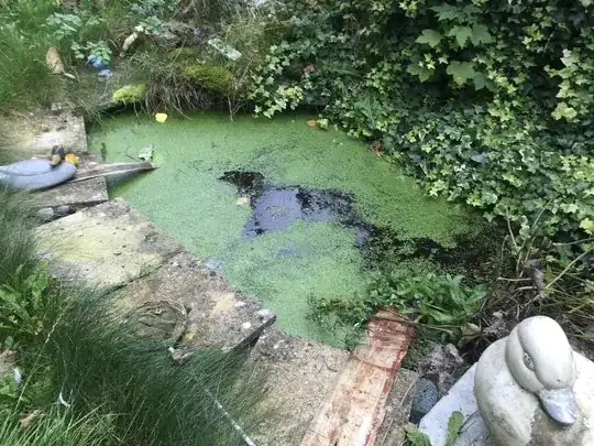 Photo of the pond