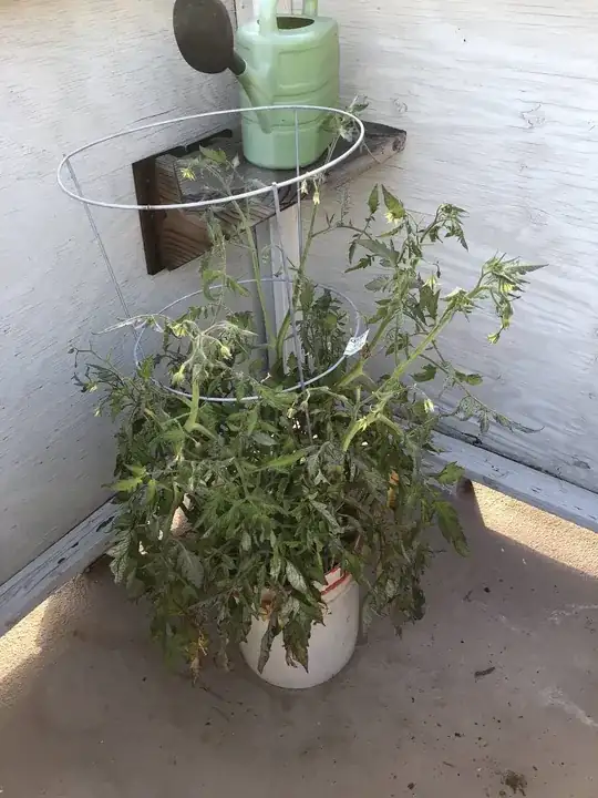 Tomato Plant