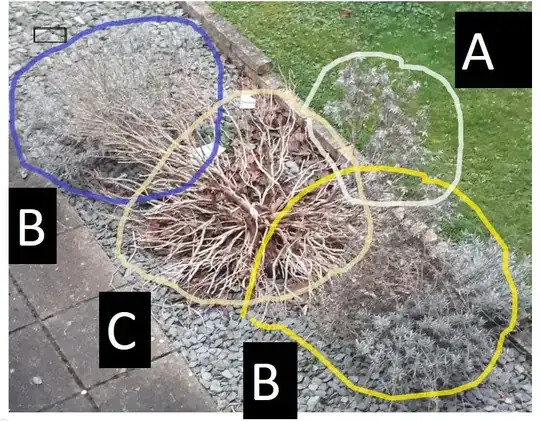 lavender bush from top view