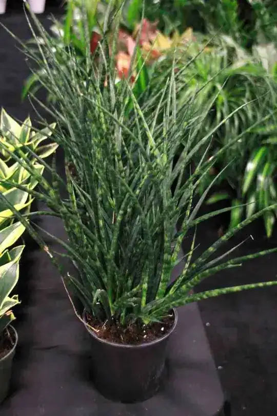 S. Fernwood from Laidback Gardener