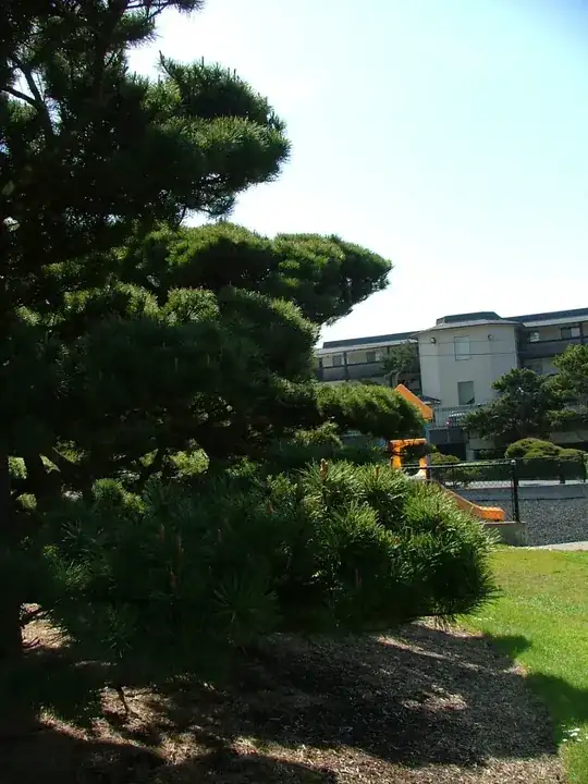 Status of the sweet potato