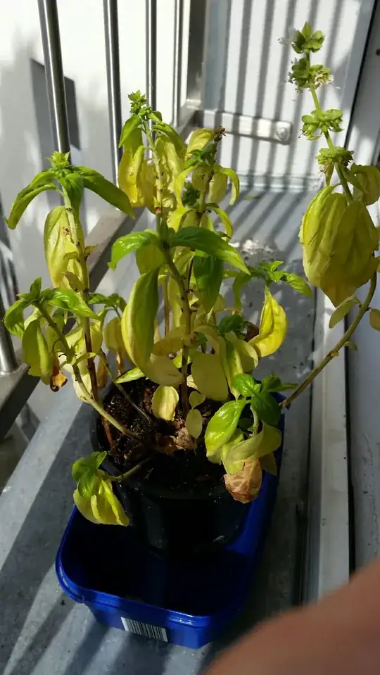 the basil is very yellow