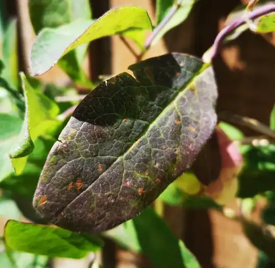 Sickly leaf, example 3