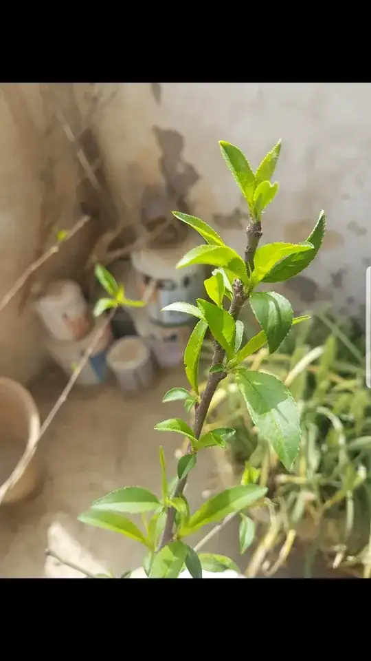 mystery tree berries