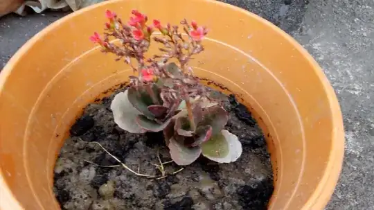 photo of kalanchoe plant number 1