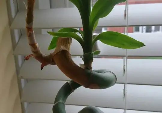 My lucky bamboo plant