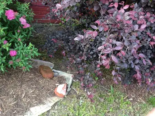 Newspapers under mulch