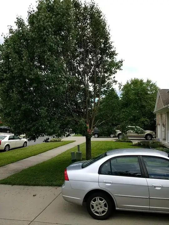 Side view of tree