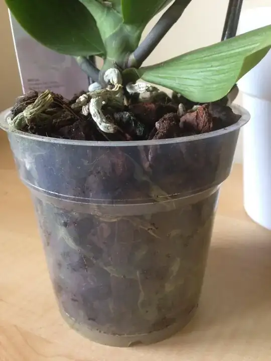 Weak leaves and roots