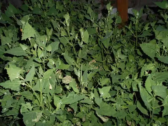 that's why i think its not healthy