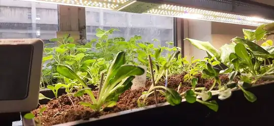 lambs lettuce after being transplanted to the edge of the pot for an experiment