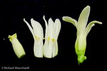 Hermaphrodite Papaya Flower