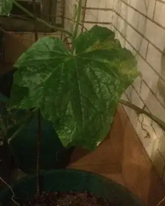 Cherry Leaves Dying at End of Branch