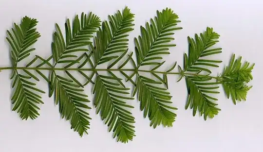 Metasequoia Leaves
