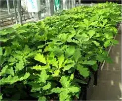 unripe showing leaves