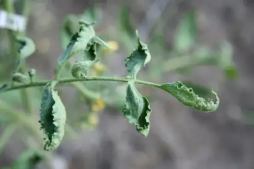 Discolored Leaves at the Top